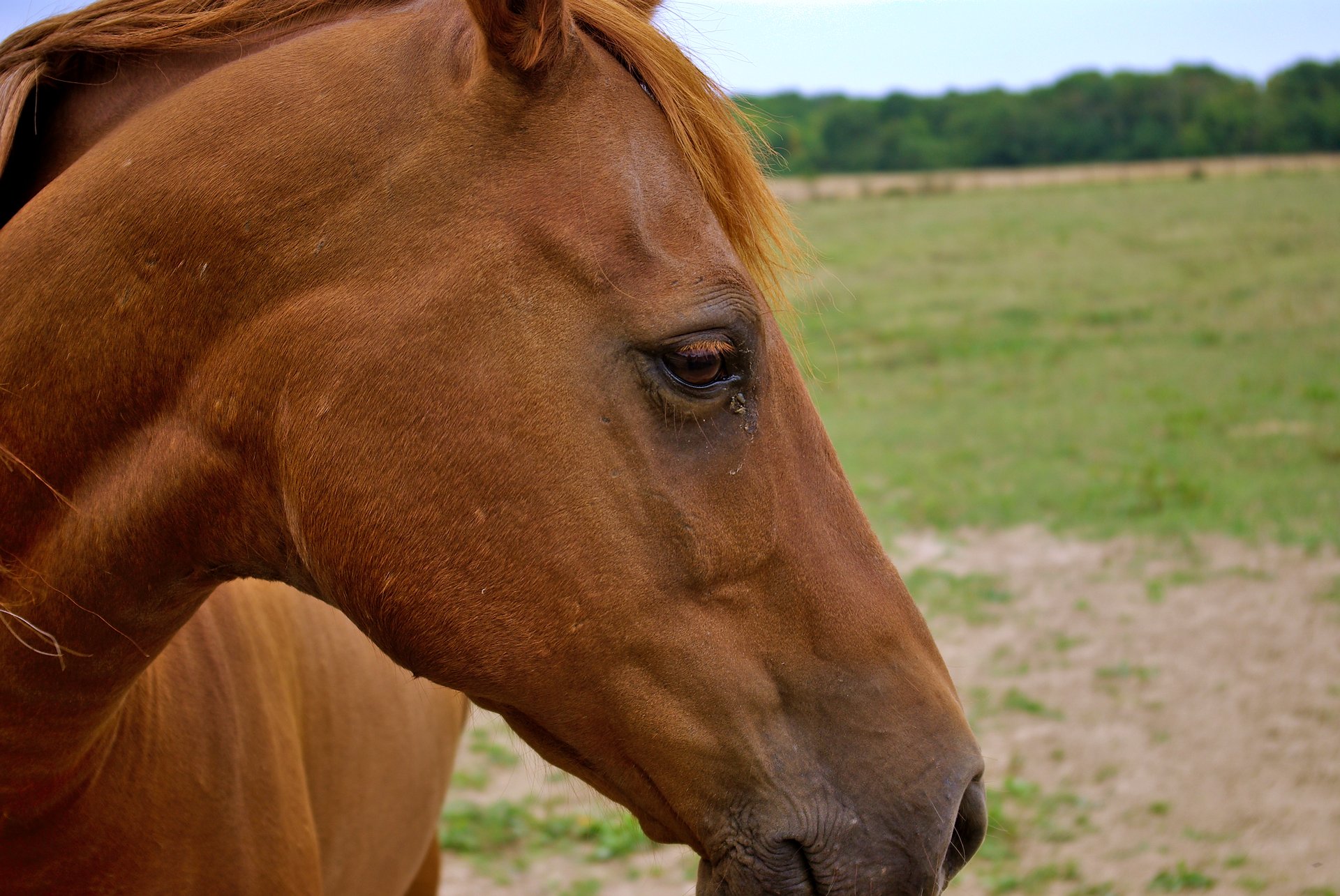 La vaccination de votre cheval
