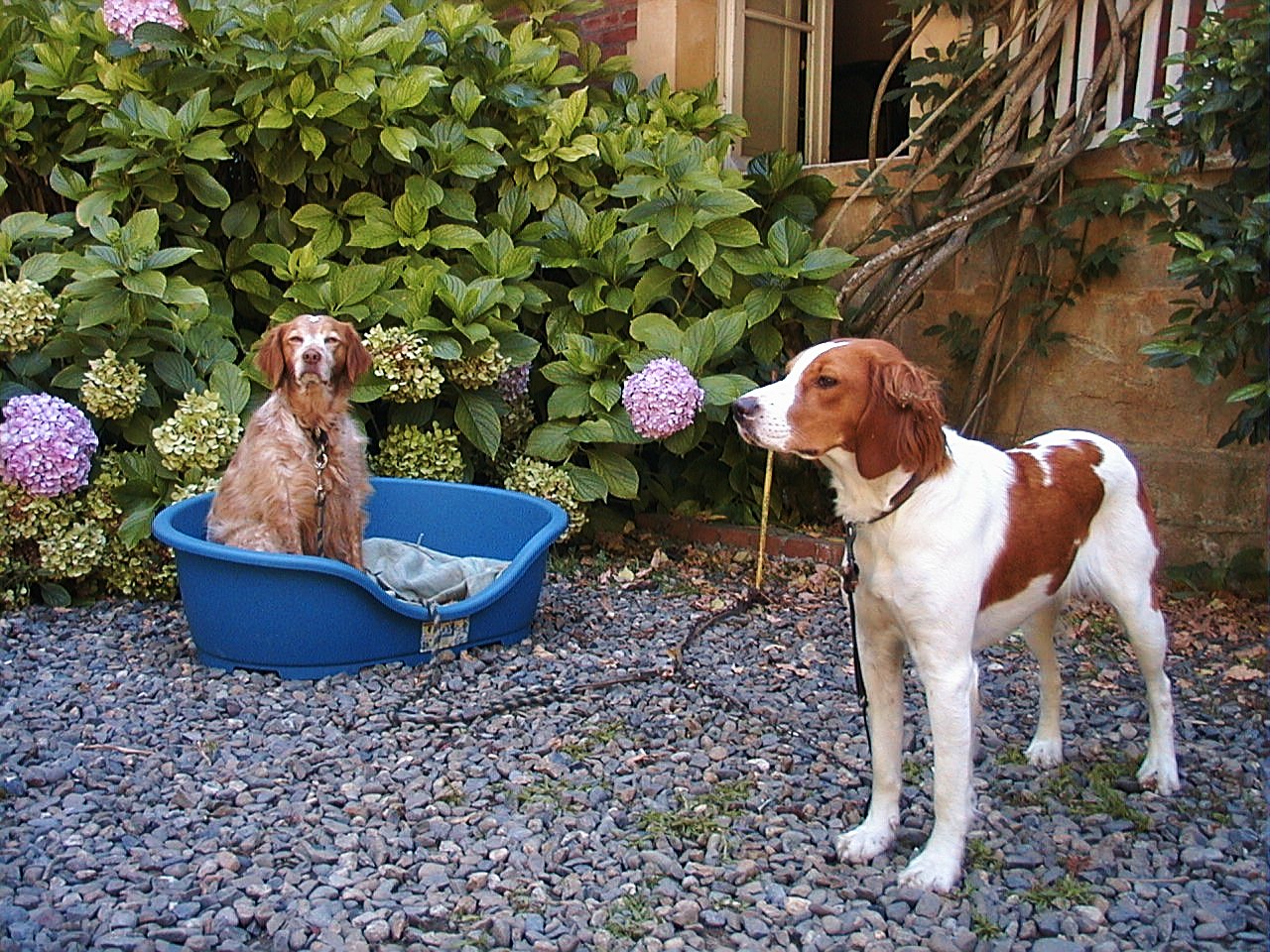 La leptospirose, une zoonose