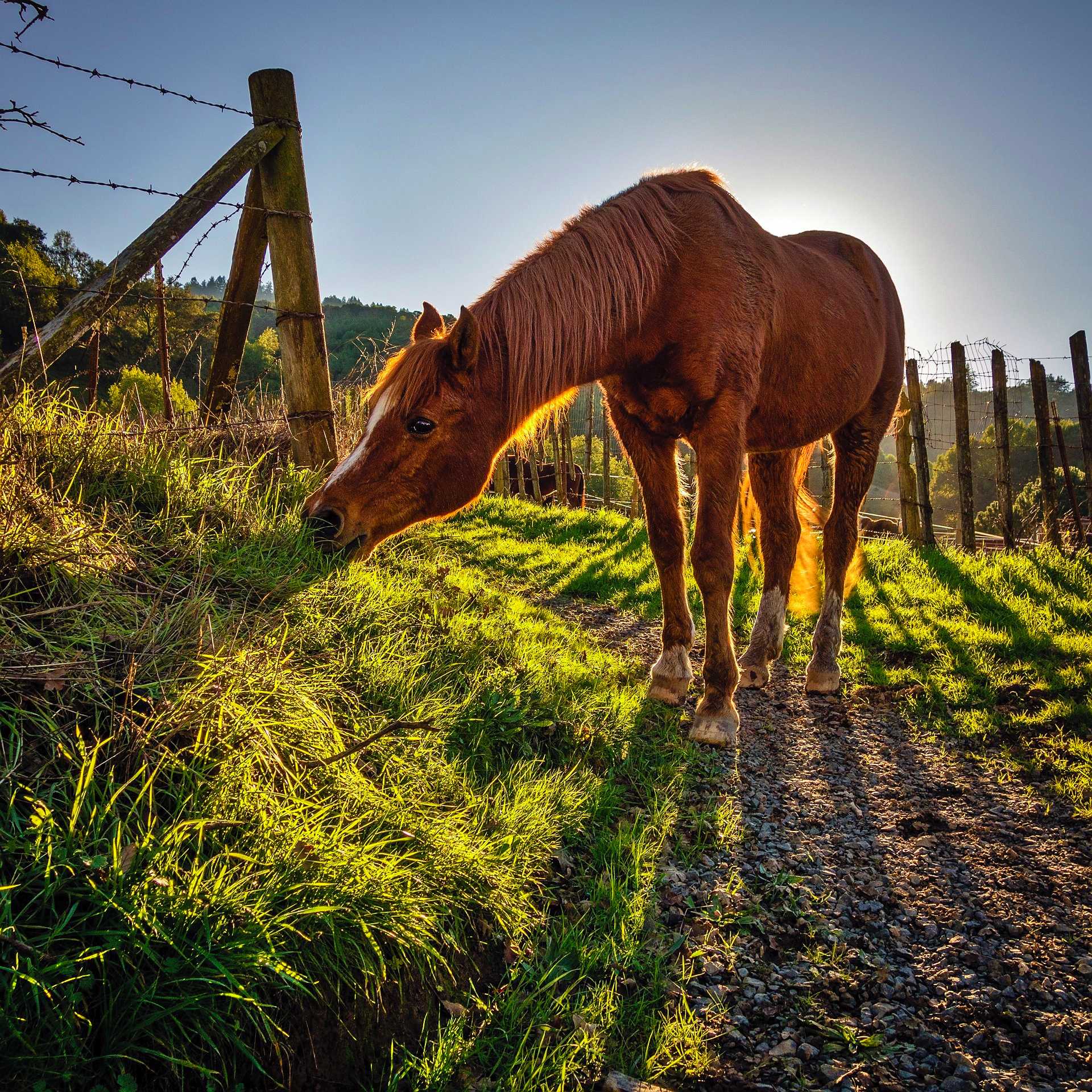 Plantes toxiques chez les chevaux