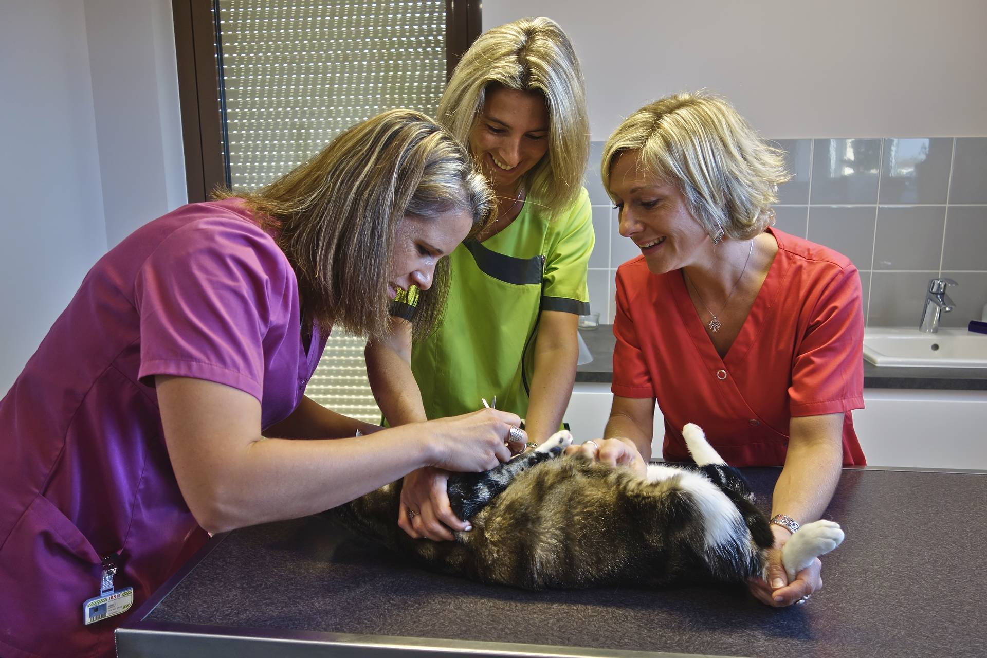 L'équipe de la clinique vétérinaire (de gauche à droite : Dr Gaëlle Allely, Rosalie Peru et Dr Isabel Tomlinson) retirant les points de suture de Zen, le chat bien nommé.